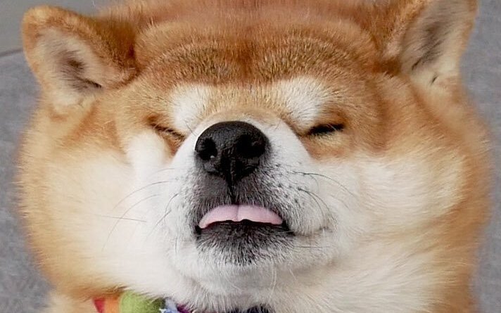 Акита и сиба ину