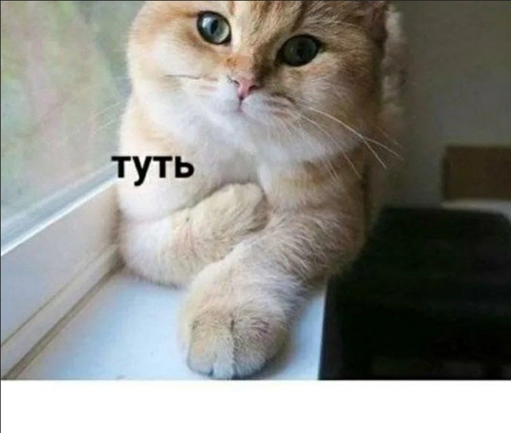 Котик туть