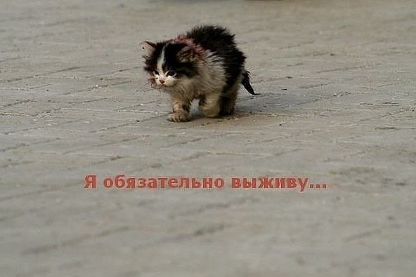 Я обязательно выжиживу