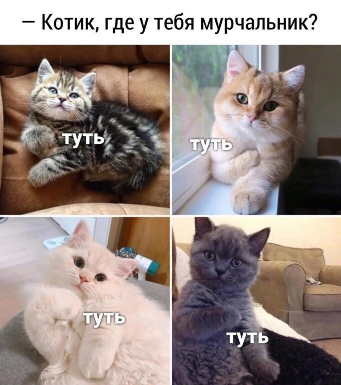 Кот туть