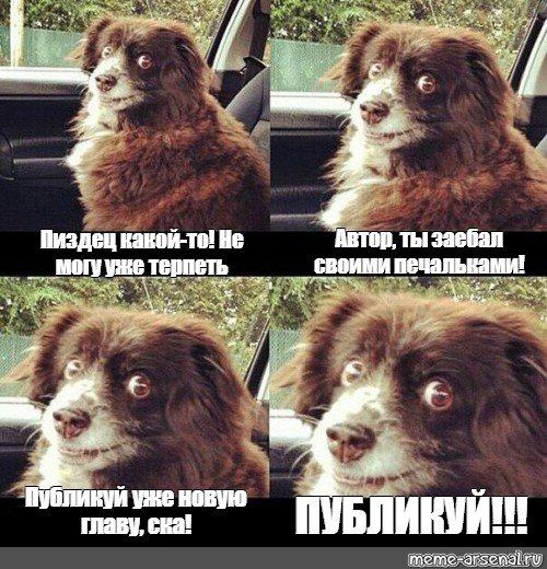 Мем шуфик собака