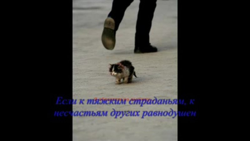 Кот обязательно выживу