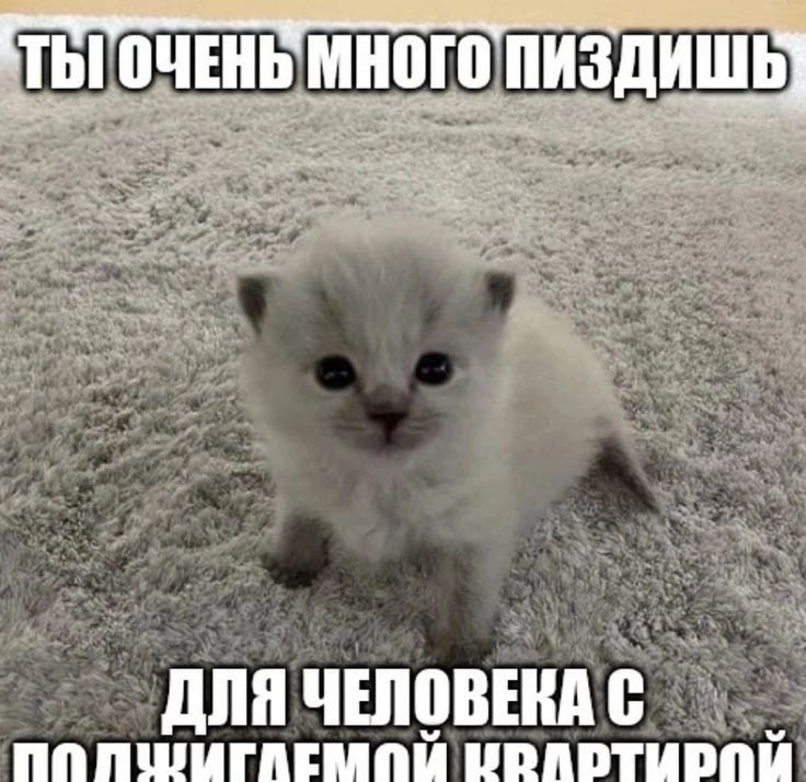 Мемы с котятами