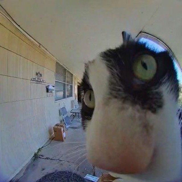 Котик голодный потный злой