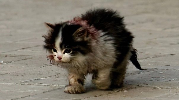 Кот я обязательно выживу