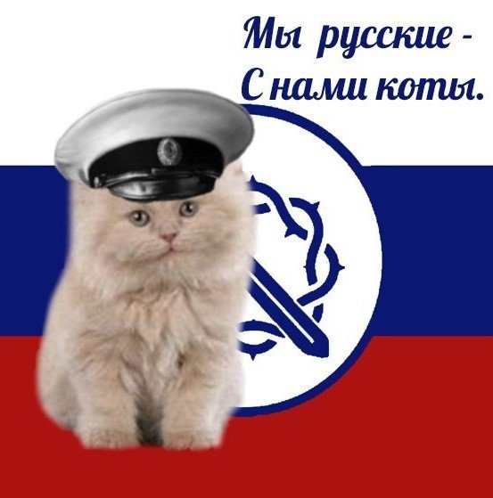 Кот с флагом России