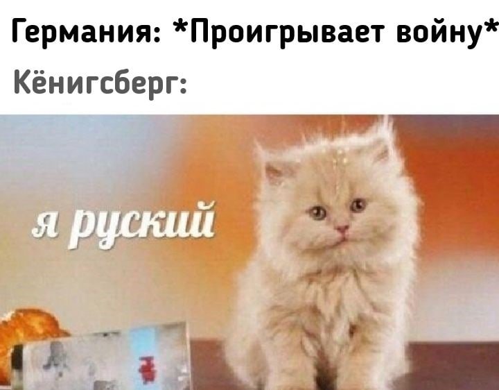 Я русский котенок с молоком