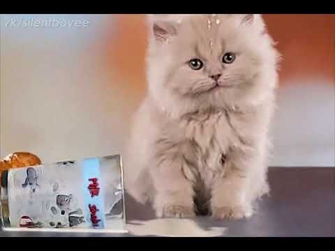 Котик я русский