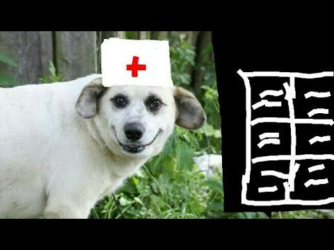 Доктор пес Мем