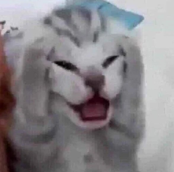 Котик орет Мем