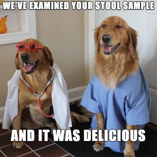 Мемы с собаками