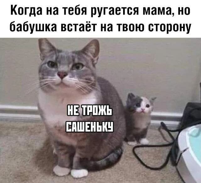 Котенок ругается