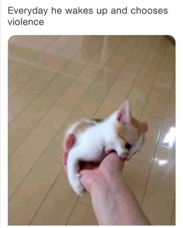 Котенок Мем