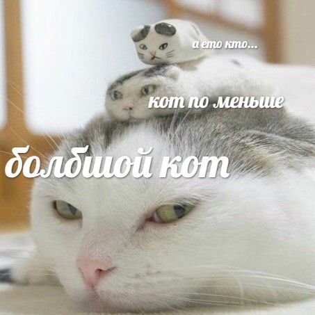 Кот побольше кот поменьше