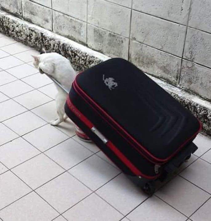 Собранный чемодан