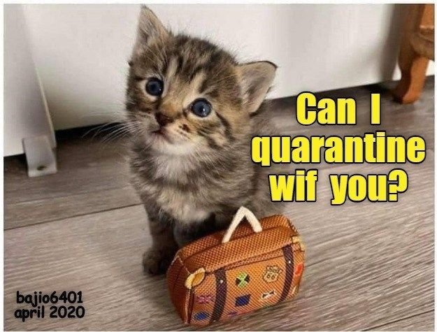 Чемодан с кошечкой