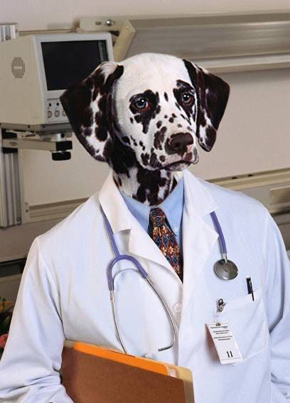 Животные в костюме врача
