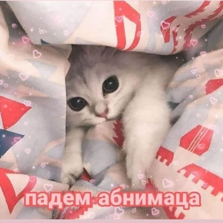 Котики с милыми надписями и сердечками