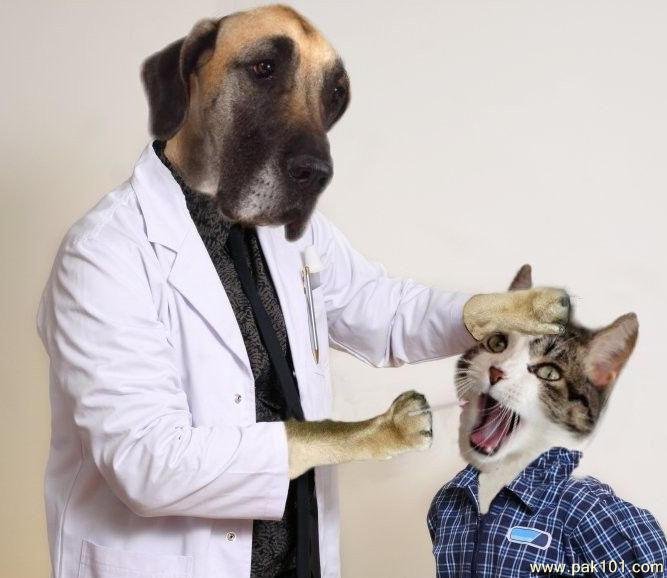 Животные врачи
