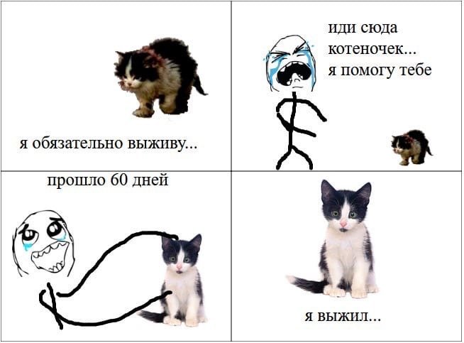 Он не выжил Мем котенок