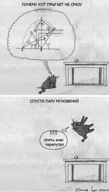 Почему кошка прыгает не сразу