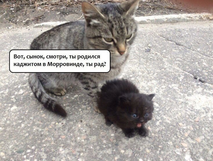 Сынок смотри это Татарстан Мем