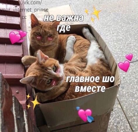 Милые пикчи с котиками про любовь