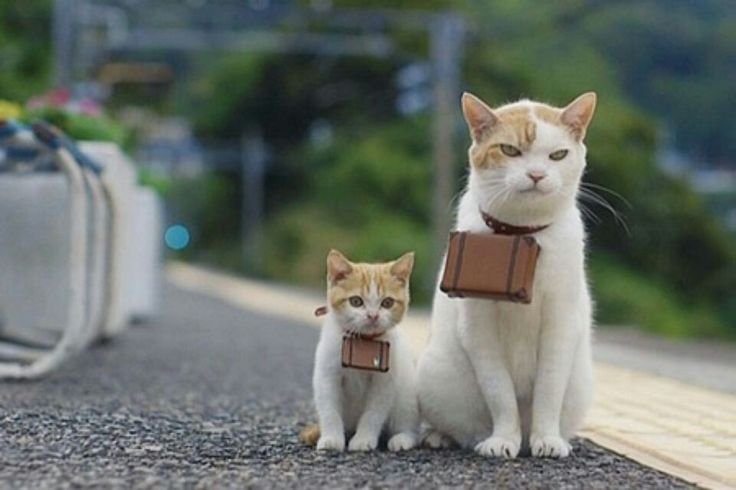 Кот с чемоданом