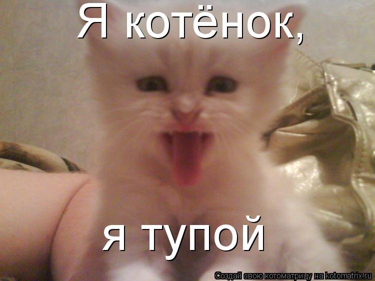 Тупой котик