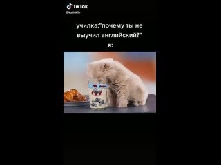 Мем я русский котенок
