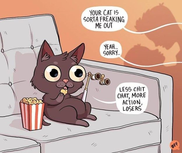 Мемы с котиками