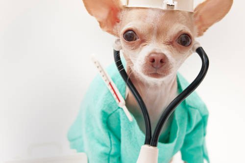 Ветеринария фото