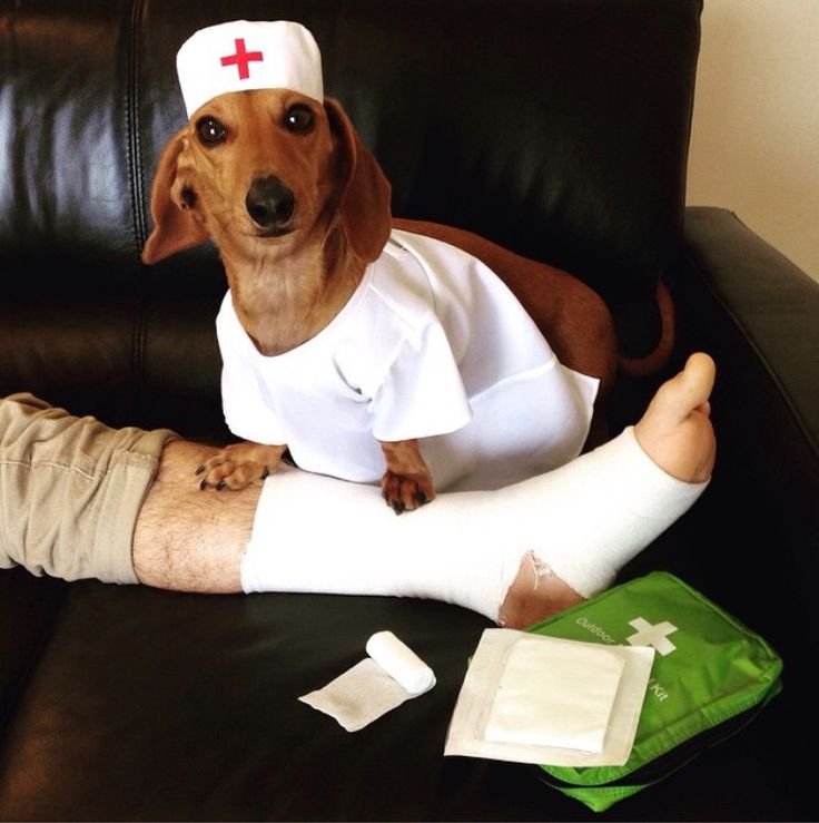 Собака в костюме врача