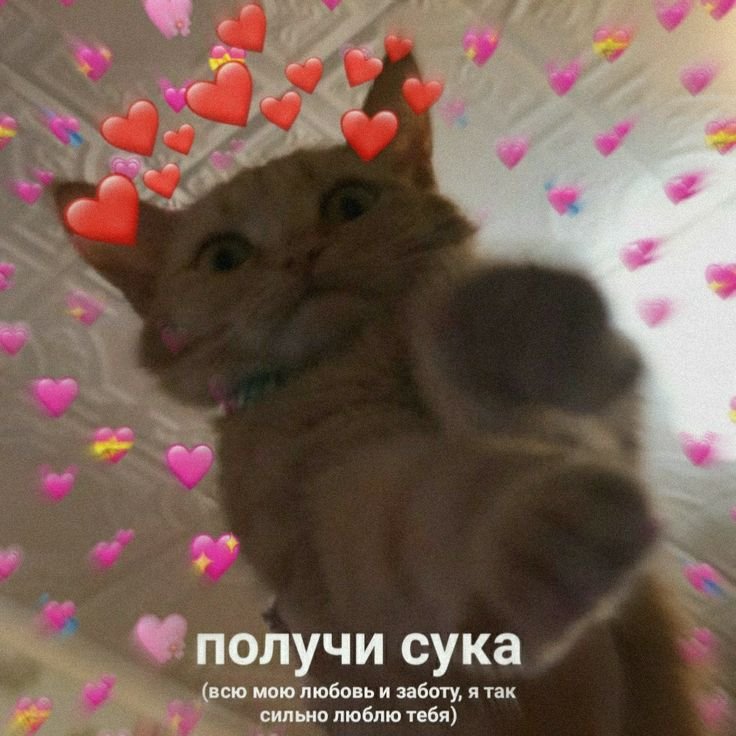 Признания в любви котикт