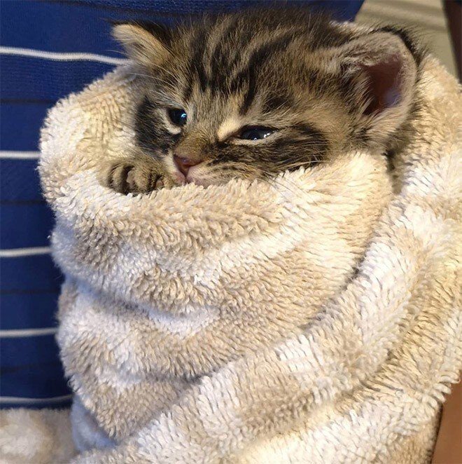 Котёнок завёрнутый в полотенце
