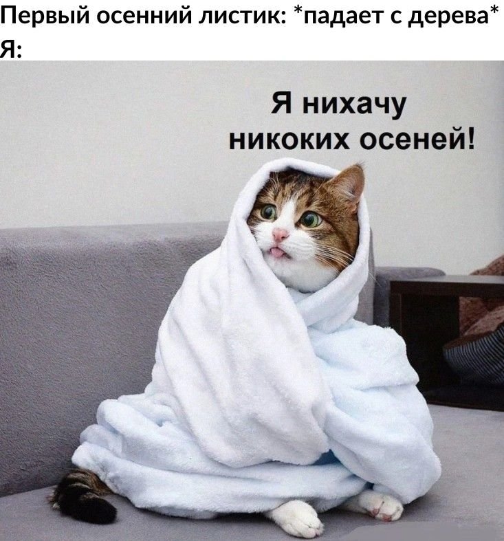 Кот в пледе