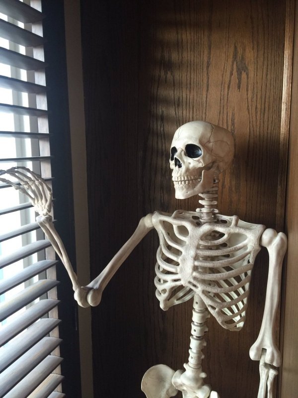 Скелет вожиданнии