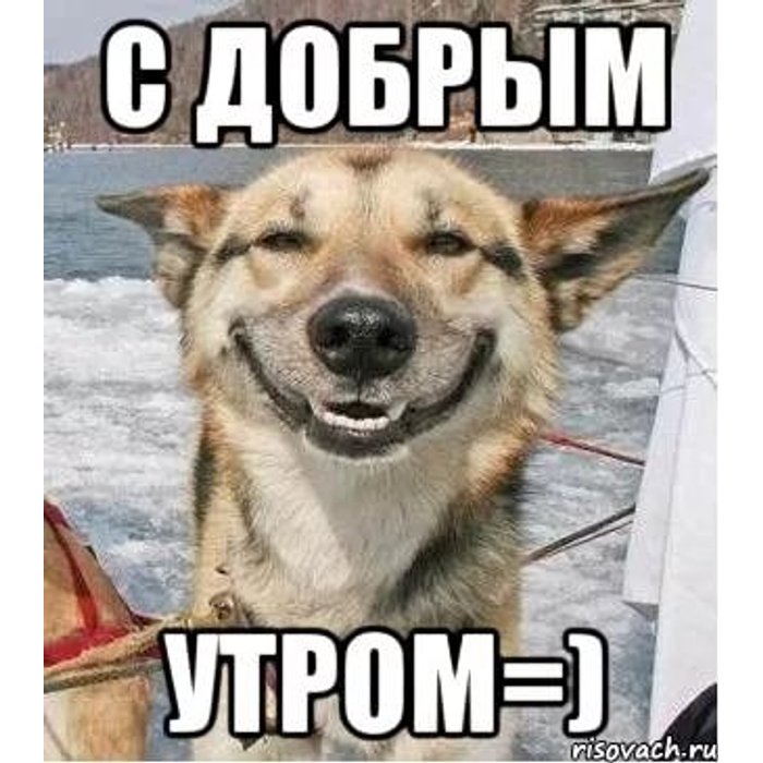Мемы с добрым утром прикольные