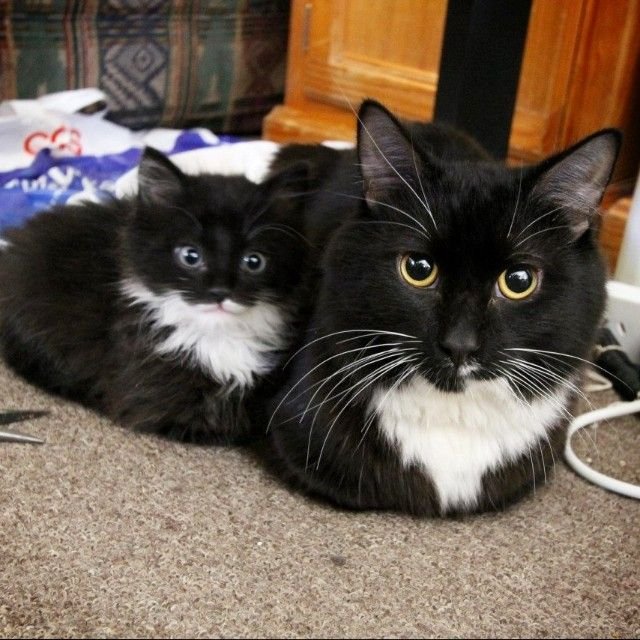 Большой и маленький кот