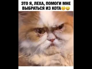 Помоги выбраться из собаки