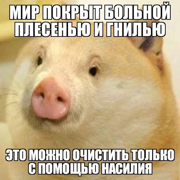 Свинка улыбается