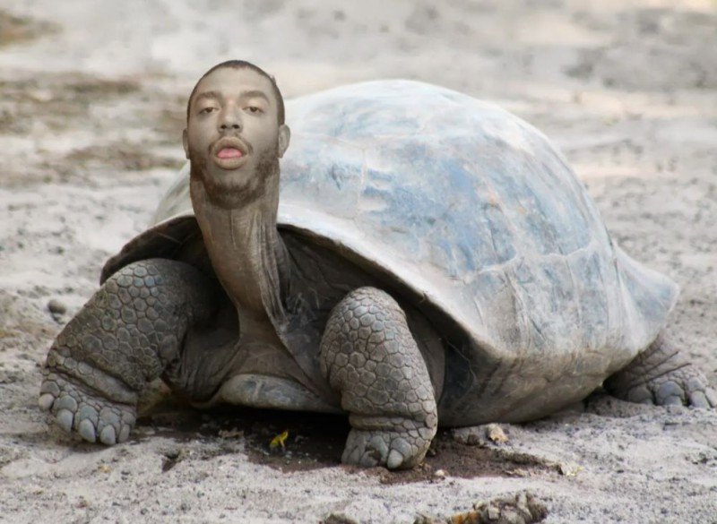 Крутая черепаха