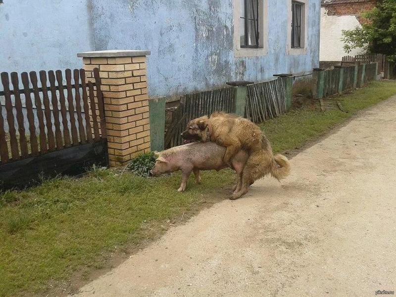 Кабан смешной