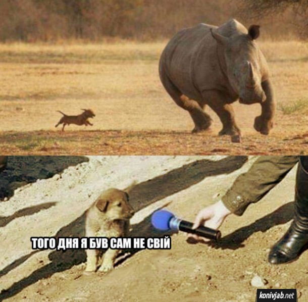 Собачка бежит за носорогом