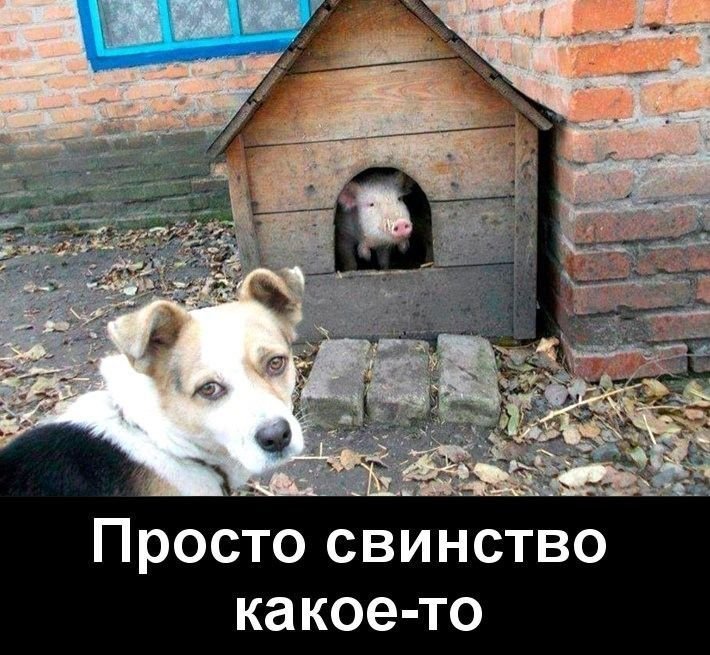 Смешные будки для собак