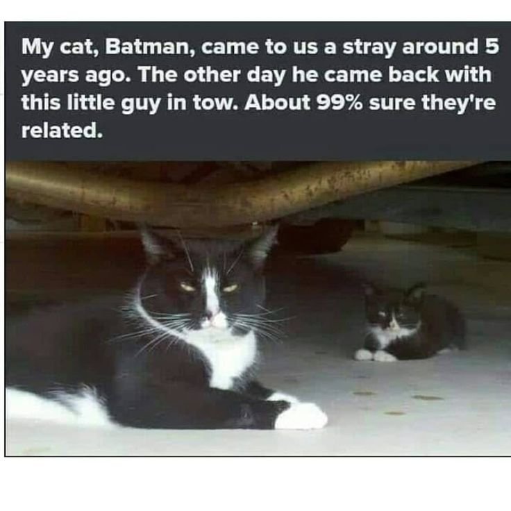 Большой и маленький кот