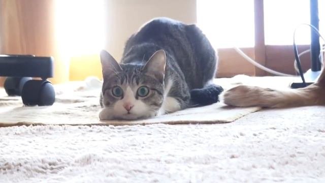 Кот трясется