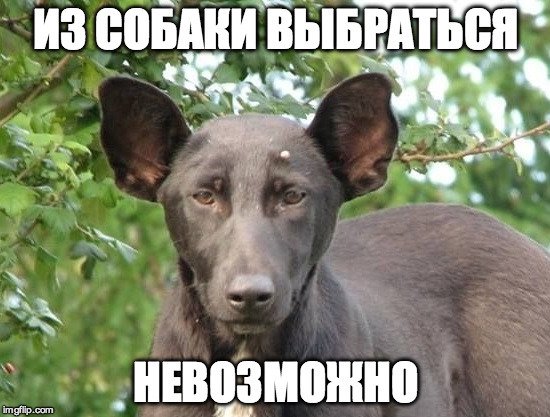 Доберман мемы