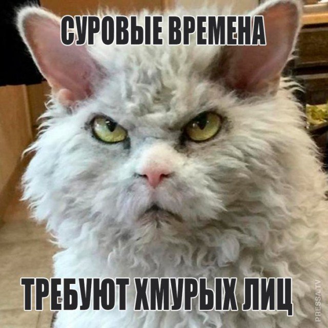 Суровый кот