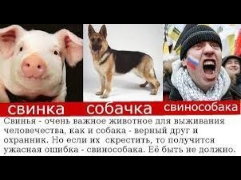 Свинособака